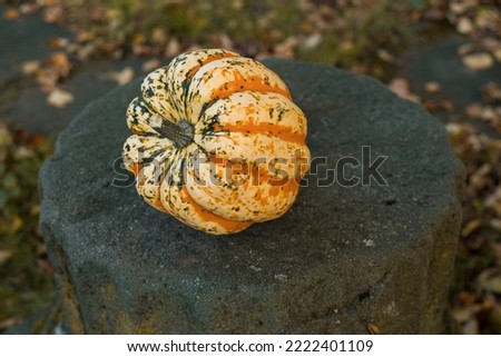 A small pumpkin Sweet dumpling lies on an ancient column in an autumn park.