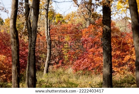 Autumn landscape background. Beautiful autumn landscape on sunny day, yellow, red leaves fall from trees. Bright warm autumn landscape. Beautiful calendar postcard screensaver. Selective soft focus