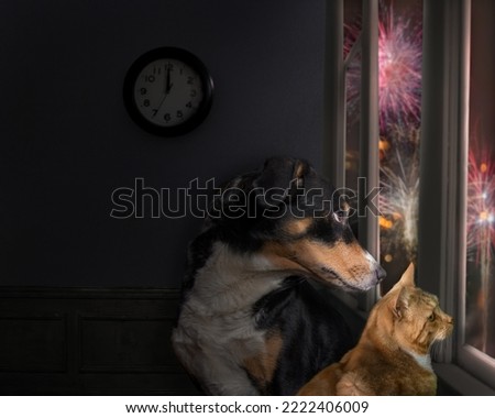 Dog and Cat looks out the window and watching the fireworks