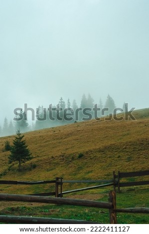 landscape forest and mountains in the mist silhouettes of peaks travel rest recovery in nature outdoors vacation in the Carpathians place for text yellow grass atmosphere wallpaper screensaver fog