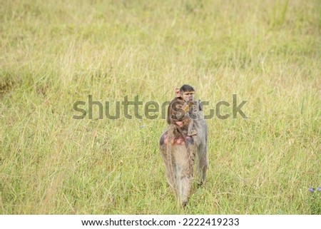 Monkeys sitting and walking around in the plains of Tanzania, East Africa. 