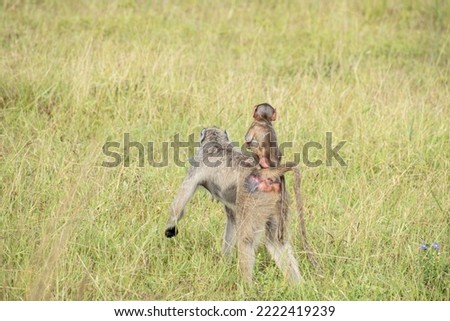 Monkeys sitting and walking around in the plains of Tanzania, East Africa. 