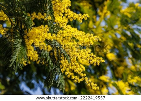 Sunny sprinttime nature background. Beautiful Yellow mimosa small flowers in spring garden with sunny bokeh light. Yellow gold flowering mimosa tree. Acacia dealbata tree with gold blossom Royalty-Free Stock Photo #2222419557