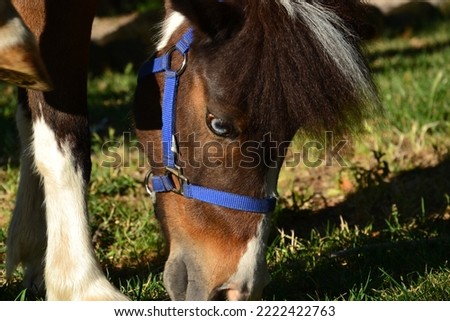Dark horse in the grass