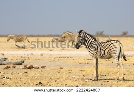 A young fluffy Zebra Foal standing on the dry savannah with a small out of focus herd in the background - Etosha National Park, Namibia