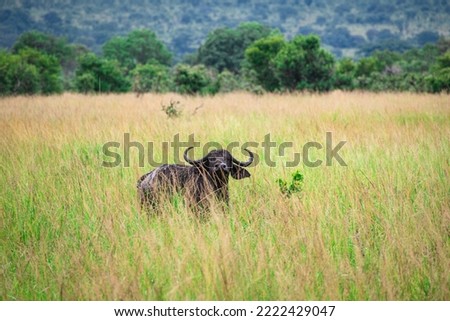 Wild Buffalo walking around the plains of Tanzania, East Africa