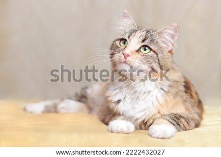 Cat is lying on a beautiful yellow background. Place for text. Cat rests on a orange blanket. Cute Cat looking at looks away. Kitten with big green eyes close-up. Pet. Beautiful Kitten. Without people Royalty-Free Stock Photo #2222432027