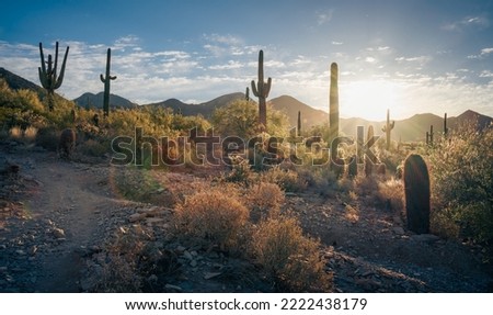 Sunset in the Majestic McDowell Sonoran Preserve Royalty-Free Stock Photo #2222438179