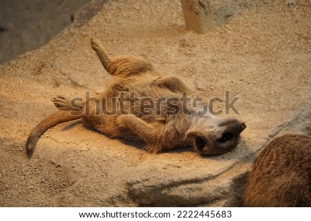 Funny meerkat sunbathing on sand
