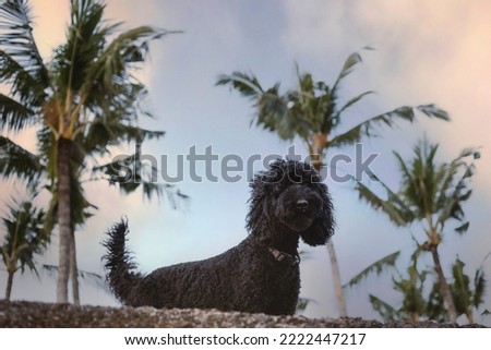 A cute fluffy black poodle dog under tropical palm trees at sunset in paradise. Beautiful life with a doggy friend. Wait for human. Evening outdoors at resort in summer. Film grain texture. Soft focus