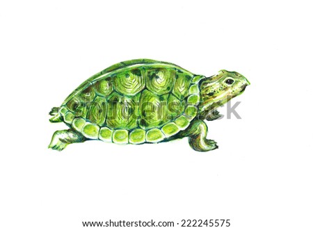 hand drawn turtle
