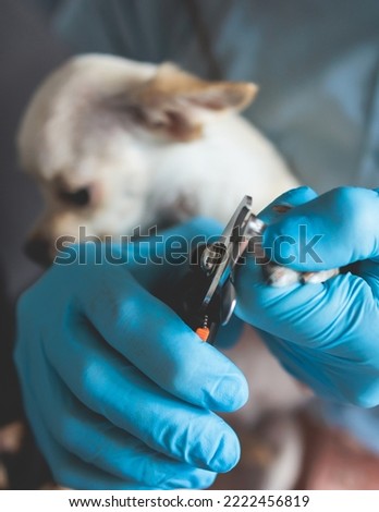 Veterinarian specialist holding small tiny white dog, process of cutting dog claw nails of a small breed dog with a nail clipper tool, close up view of dog's paw, trimming pet dog nails manicure

