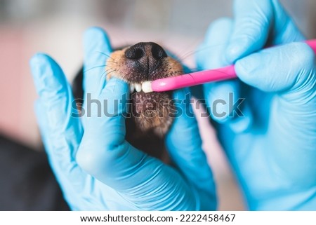 Veterinarian specialist holding small dog and cleaning whitening dog teeth at home with toothpaste dental floss, small black young dog tooth hygiene dental domestic treatment, view of hands 