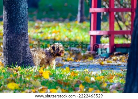 A little red dog peeking out from behind a tree