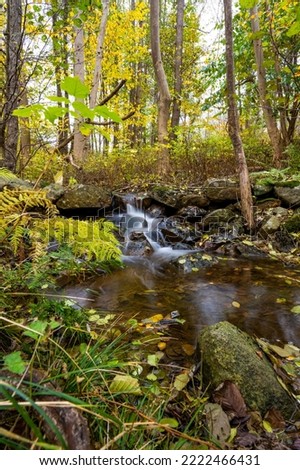Long exposure image of water in a small stream throgh a forest.