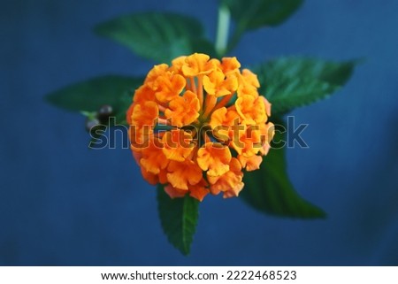 Blooming Lantana flower with green leaves isolated on blue background