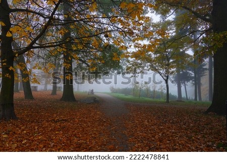 
Misty autumn morning in the city park