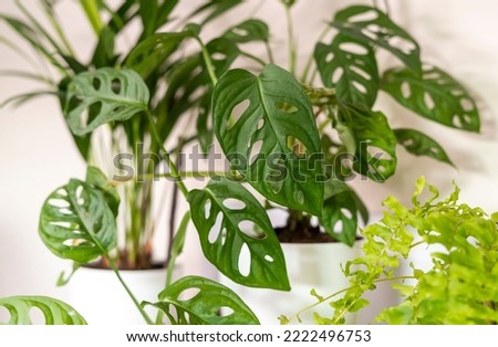 Big Monstera monkey with curly green leaves with holes stands next to window. Home plants, indoor garden, urban jungles.