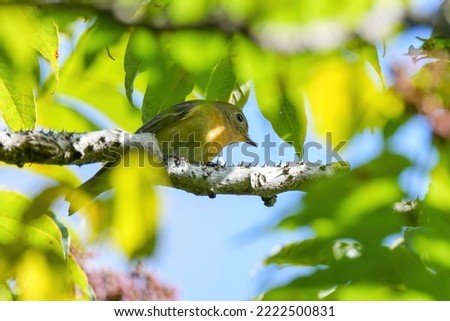Mugimaki flycatcher is relaxing while bathing in the sunlight filtering through the foliage