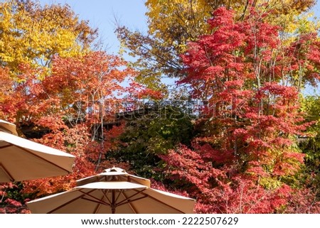 
This is a picture of a Korean autumn landscape in various colors.