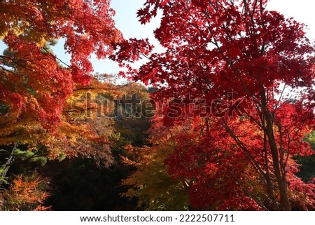 
This is a picture of a Korean autumn landscape in various colors.
