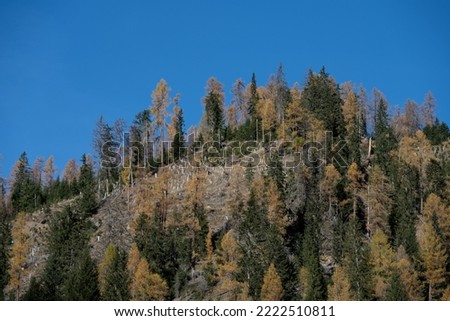 Landscape shot of high alpine mountainous terrain with different colored trees in autumn forest and area cleared because of bark beetle as concept for pests in woods spruce fir larch