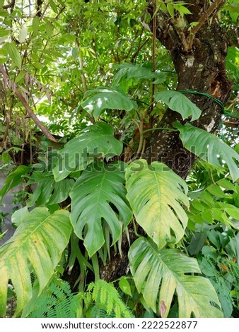Plants with interesting texture of leaves,  tanaman hias merambat di dinding atau kayu berwarna hijau, dengan bentuk daun, menambah kesan sejuk, alami dan tentram, unik bagi penghuni atau tamu 
