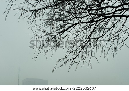 Branches of tree in winter by the lake in a winter time