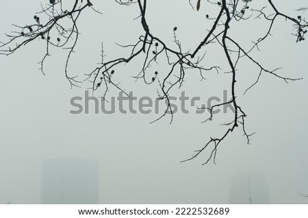 Branches of tree in winter by the lake in a winter time