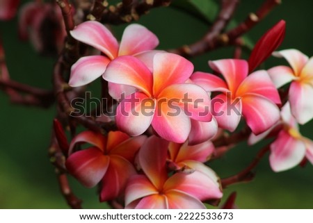 The plumeria flower symbolizes different things in different cultures, although all are uplifting meanings.