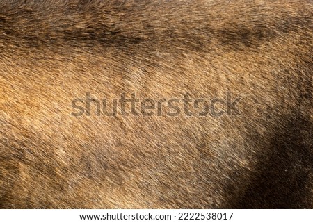 Close up of a horse skin texture 