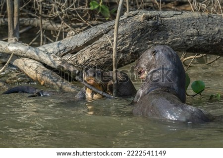 Giant otter eating a fish while pup peers through a gap in river vegetation