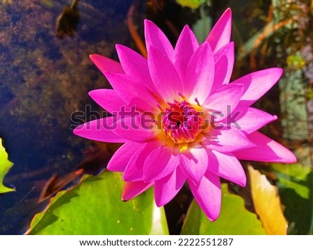 It's beautiful lotus pictures, very beautiful.