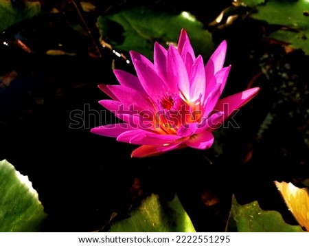 It's beautiful lotus pictures, very beautiful.