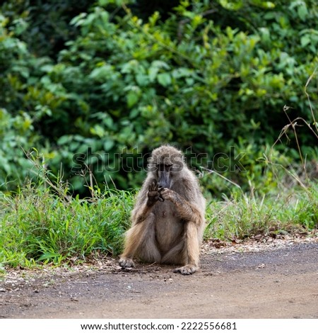 Chacma baboon counting to five