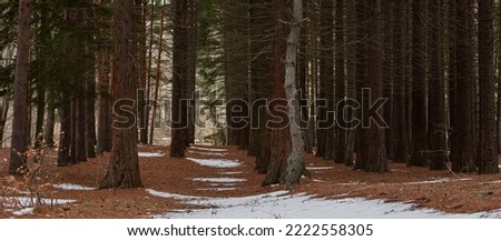 Sequoia forest in winter. A close-up panorama of tree trunks. Brown neutral natural background. Without people. The concept of tourism, hiking and travel. Taking care of nature. Mystical landscape