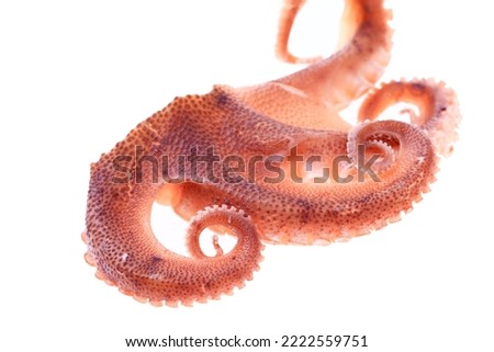 Octopus on a white background