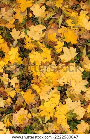 yellow autumnal maple leaves fallen in the forest. Vertical Orientation Royalty-Free Stock Photo #2222580047