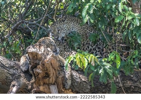 Two Jaguar on a fallen tree in the river - one grooming the other