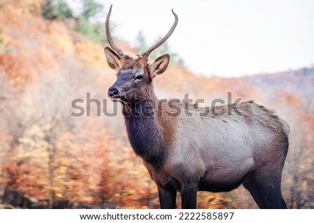 A young elk isolated against a fall foliage background