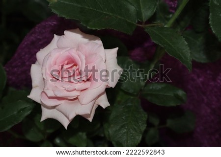A hybrid tea rose with a unique combination of colour and fragrance. The large, elegant flowers appear right into the autumn with their well-known silvery lilac colour.
