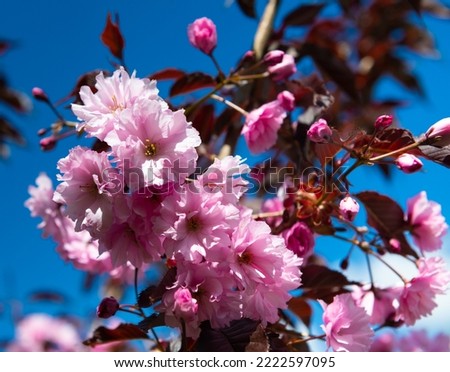Spring day. Cherry bloom. Pink flowers against blue sky
