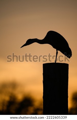 Gray Heron in the last evening light