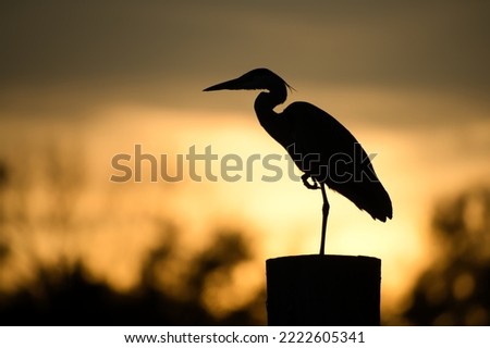 Gray Heron in the last evening light