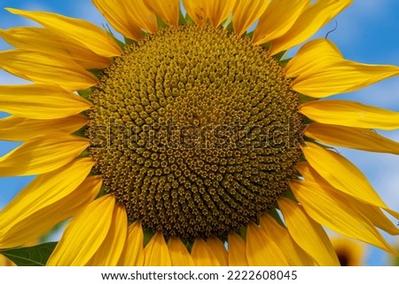 Monferrato, Piedmont, Italy - July 19, 2021:
Sunflower in sunflower field. The flowering of sunflowers, bright yellow flowers in the Piedmont countryside in Italy.