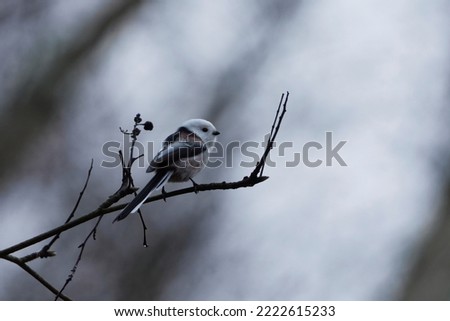 Long-tailed tit (Aegithalos caudatus) sitting on a branch in fall. Royalty-Free Stock Photo #2222615233