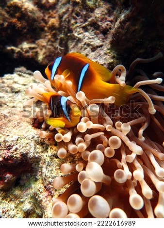 beautiful red sea clown fish in egypt