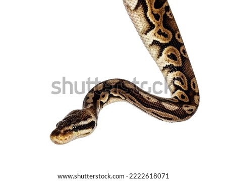 head shot of Ball python aka Python regius, isolated on white background. Royalty-Free Stock Photo #2222618071