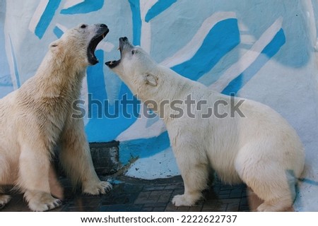 Fight, duel of polar bears in the zoo. Predatory open mouth, powerful force. Selective focus, blurred background. Royalty-Free Stock Photo #2222622737