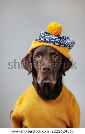Labrador retriever dog in a yellow jacket and a yellow hat looks at the camera. dogs are like people, a pet is dressed like a person. a smart dog in a beautiful hat, clothes for pets. business person